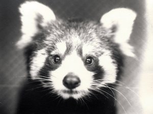 Panda rosso, 1913 da Frederick William Bond